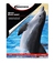 Innovera Glossy Photo Paper, 8-1/2 x 11, 50 Sheets/Pack
